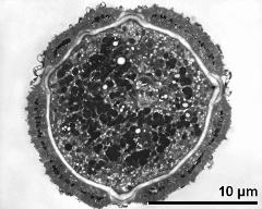 pollen grain in cross section