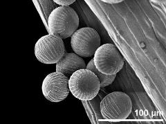 hydrated pollen grains