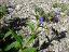 flowers of Pulmonaria australis