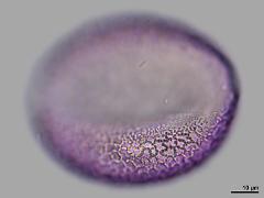 polar view,hydrated pollen