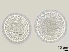 acetolyzed pollen