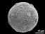 hydrated pollen grain