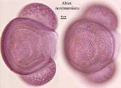 hydrated Pollen