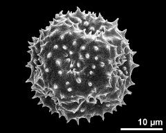 dry pollen grain