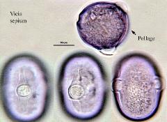 hydrated pollen