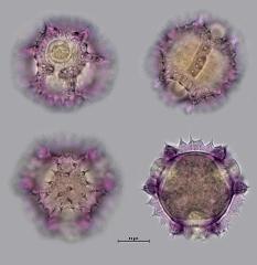 hydrated pollen