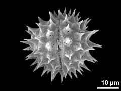 acetolyzed pollen,equatorial view