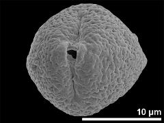 Equatorial view showing one aperture