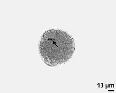 pollen grain with generative cell (arrow)