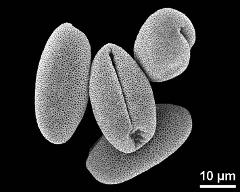 dry pollen grains