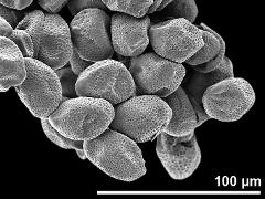 dry pollen grains