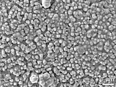 exine surface