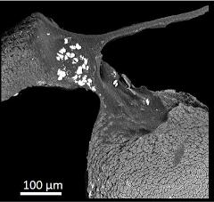 dry pollen