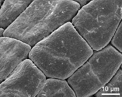 hydrated tetrads (forming massula)