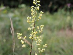 inflorescence(s)