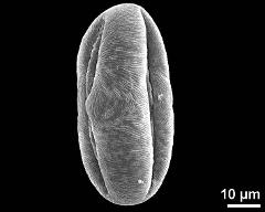 dry pollen grain in equatorial view