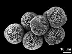 hydrated pollen