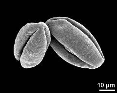 dry pollen grains