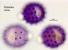 hydrated pollen