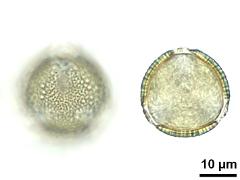 hydrated pollen,polar view