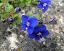 flower(s)