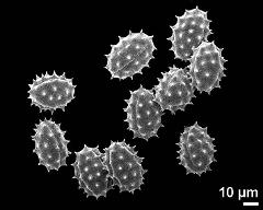 dry pollen grains