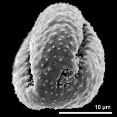 polar view of dry pollen grain