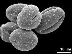 dry pollen grains