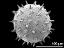 hydrated pollen grain