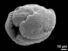 planar tetrad,dry pollen