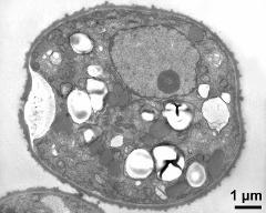 pollen grain in cross section