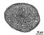 pollen grain in cross section