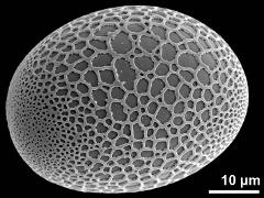 proximal polar view
