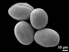 hydrated pollen