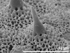exine surface
