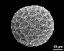 hydrated pollen grain