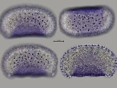 hydrated pollen