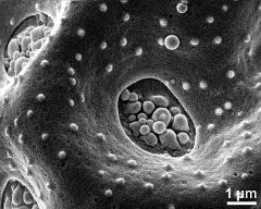 exine surface of dry pollen grain