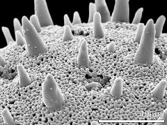 exine surface
