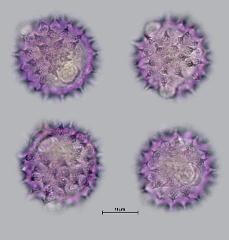 hydrated pollen