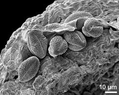 dry pollen grains