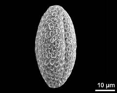 dry pollen grain in equatorial view