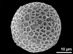 hydrated pollen