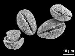 dry pollen grains