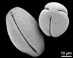 dry pollen grains