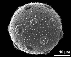 pollen grain