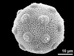 hydrated pollen grain