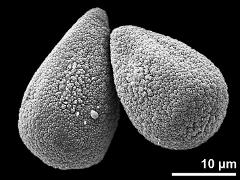 hydrated pseudomonads