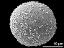 hydrated pollen grain