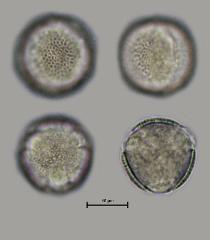 hydrated pollen